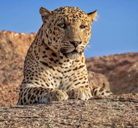 ホテル The Bagheera Bagh Jawai Bera エクステリア 写真