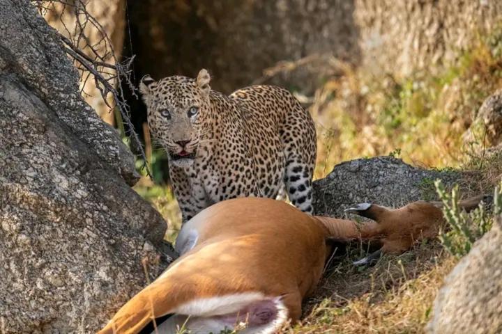 ホテル The Bagheera Bagh Jawai Bera エクステリア 写真
