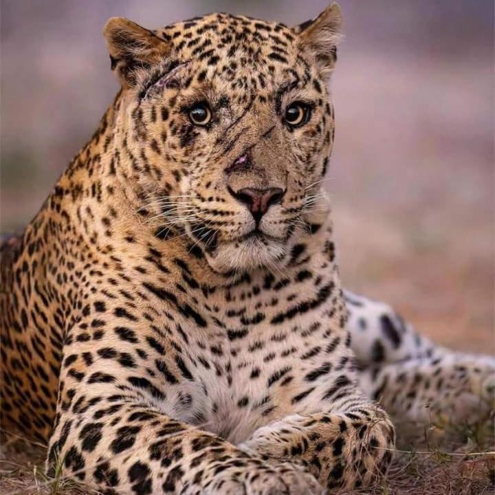 ホテル The Bagheera Bagh Jawai Bera エクステリア 写真