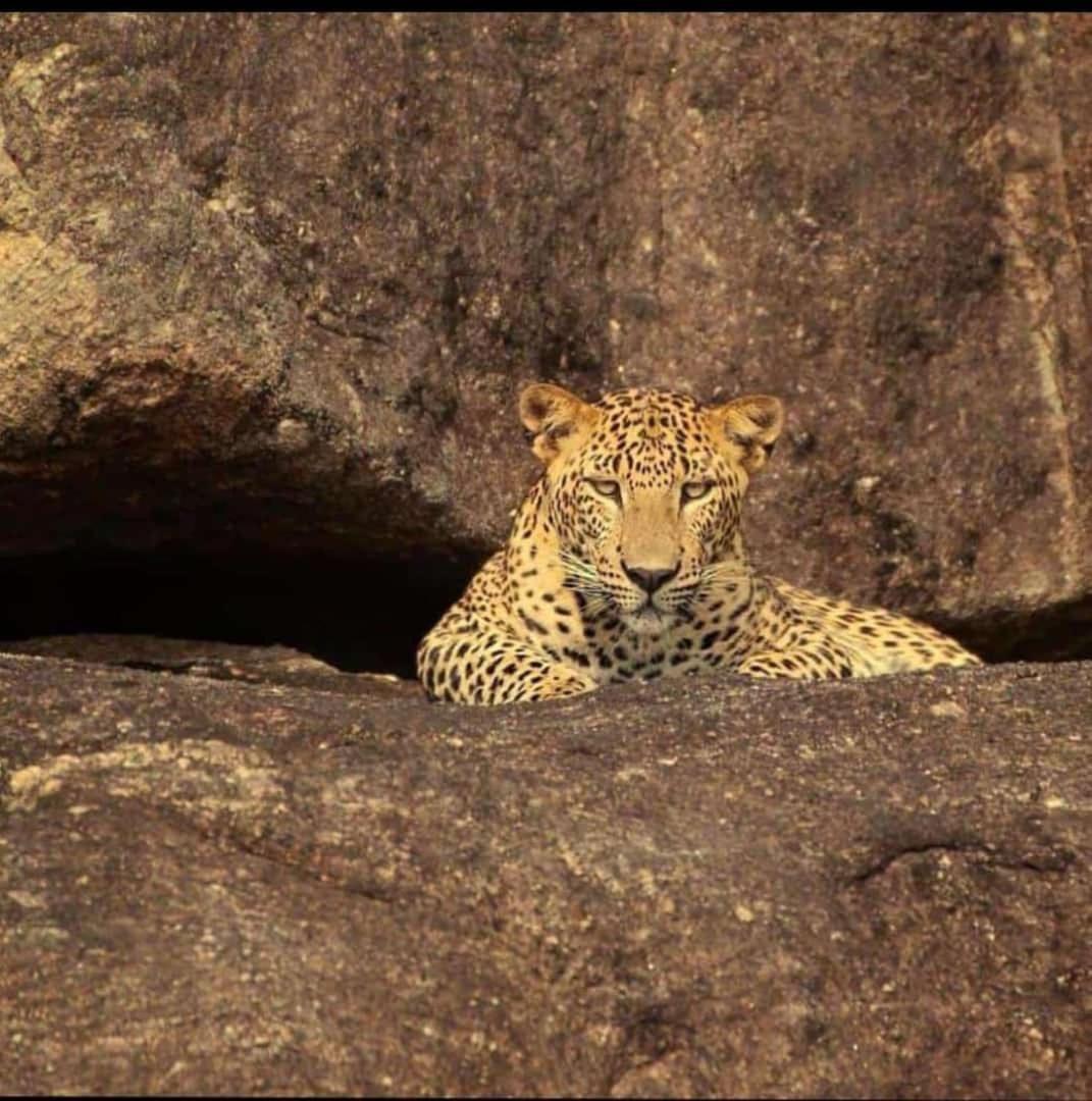 ホテル The Bagheera Bagh Jawai Bera エクステリア 写真
